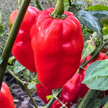 Roulette Habanero - Seeds - The Pepper Pantry (Formerly Marie Sharp's)